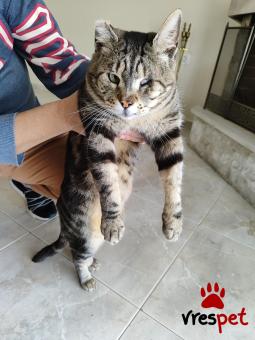 Ράτσα: Άγνωστο - Ημίαιμο | Ηλικία: 4 ετών | Φύλο: Αρσενικό | Αρ. Microchip: Δεν έχει | Περιοχή: Ελληνικό Αργυρούπολη, Αττική